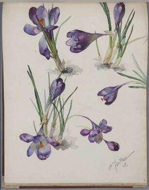 Blumen: Krokusse