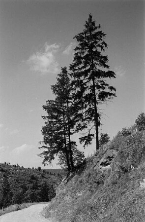 Landschaft im Harz