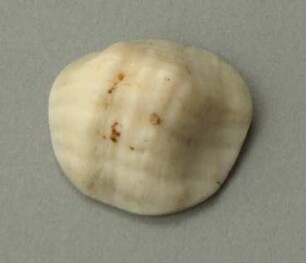 Muschelschale
