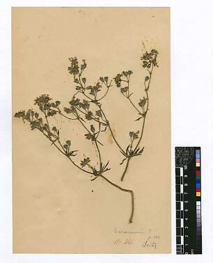 Geraniaceae Geranium tuberosum Boissier, Edmond (1810 - 1885) [Balat (Stadtteil)]