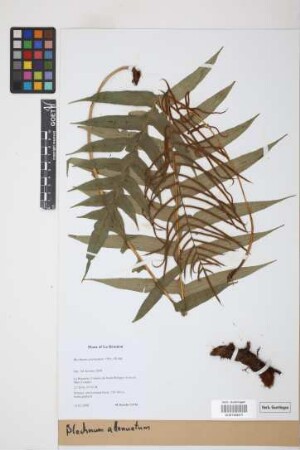 Blechnum attenuatum (Sw.) Mett.