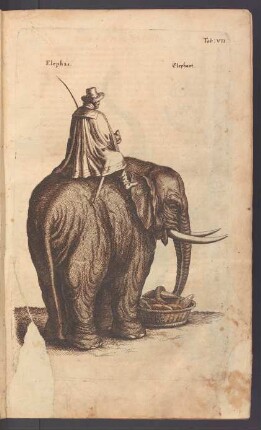 Elephant