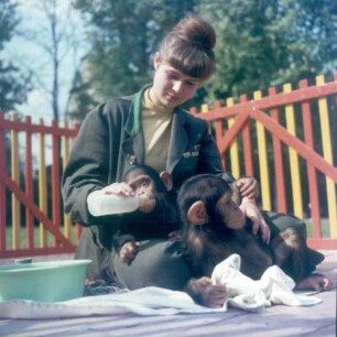 Frankfurt (Main). Zoo. Tierpflegerin mit Milchflasche und Affenbabys