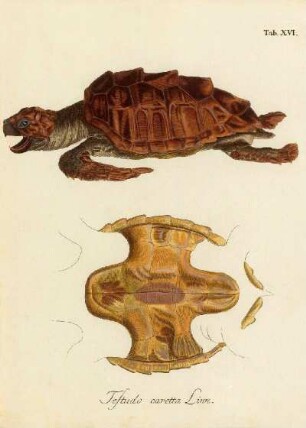 Tab XVI. Testudo caretta Linn