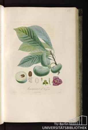 Pl. XXX. Assiminier de Virginie.