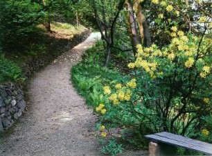 Rhododendronblüte, Forstbotanischer Garten Tharandt : Blühender Rhododendron im Forstbotanischen Garten Tharandt. Partie mit Parkweg, Trockenmauer und Parkbank