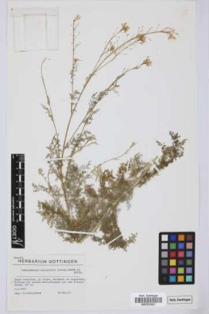 Descurainia millefolia (Jacq.) Webb & Berthel.