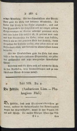 Tafel XIX. Fig. 5. Die Feldlilie