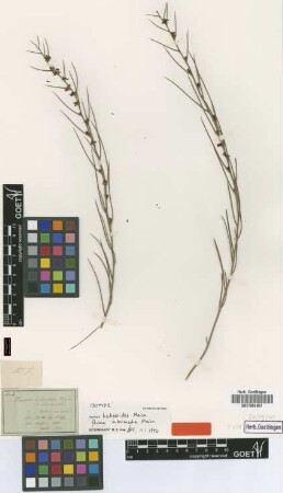 Daviesia hakeoides Meisn. forma Meisn. intermedia[isotype]