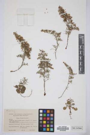 Limonium papillatum (Webb & Bert.) Kuntze var. papillatum