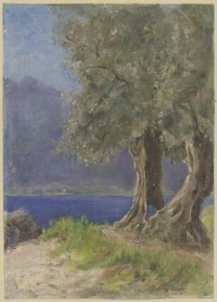 Olivenbaumgruppe an einem italienischen See