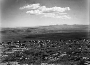 Lamas im Hochland : Eine Lamaherde auf einem einer Ebene gleichenden Moränengelände.