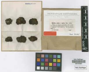 Barbula alpina Bruch & Schimp. var. Molendo mutica[type]
