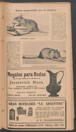 Ratón sorprendido por el objetivo