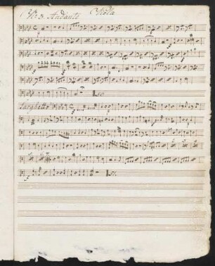 Viola