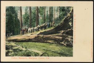Kalifornien. Fallen Monarch, Mariposa Grove