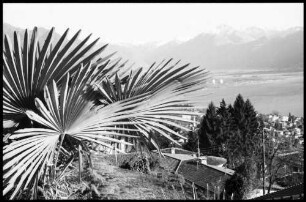 Orselina: Ausblick, Vordergrund Palme