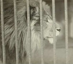 Löwe (Panthera leo), aufgenommen im Zoologischen Garten in Dresden