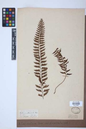 Asplenium laciniatum var. planicaule (Wall.) Bonap.