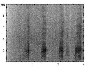 Stockente | Anas platyrhynchos - Ruf