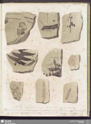 Tab. XXXVII