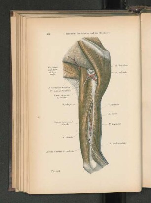 Fig. 556. Streckseite der Schulter und des Oberarmes.
