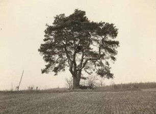 Quoos bei Radibor : Quoos bei Radibor. Große Kiefer (Pinaceae) am Wege Quoos-Milkewitz