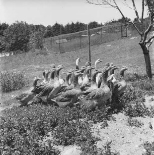 Long Island, Tinker Farm, Gänse auf der Wiese