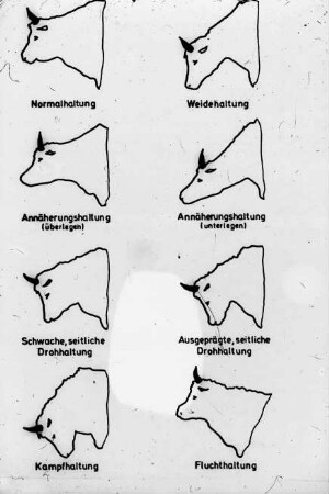 Schemazeichnung: Tierverhalten, Rind