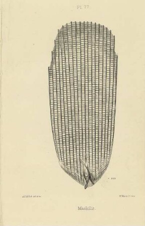 Plate LXXVII. Scale of Machilis polypoda.