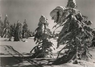 Osterzgebirge. Verschneite Fichten am Rand des Georgenfelder Hochmoores