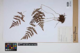 Anemia flexuosa (Sav.) Sw.