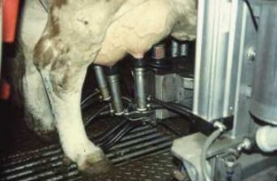 Fotografie: Melktechnik, Automatisches Melksystem (AMS)
