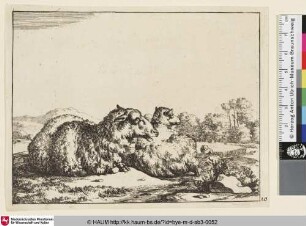 [Un mouton couché, vu de profil, et dirigé vers la droite, un autre, vu par le dos, est couché tout près de lui; Zwei dicht beienander liegende Schafe]