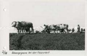 Ochsengespann bei der Feldarbeit