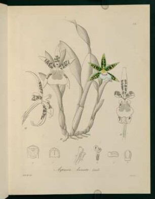 34r-34v, Aspasia lunata