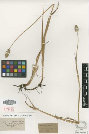 Alopecurus glaucus Less. var. Griseb. altaicus[type]