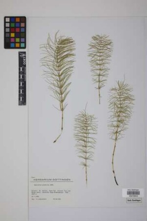 Equisetum pratense Ehrh.
