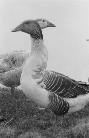 Zwei Gänse am Ufer