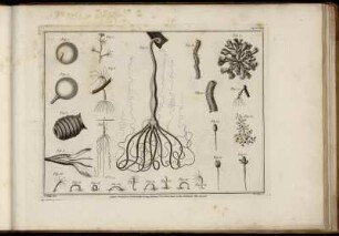 Plate XXI. [bis] Plate XXX.