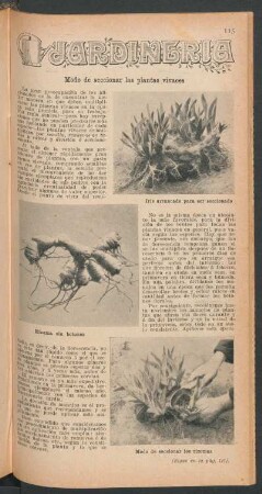 Modo de seccionar las plantas vivaces : Jardinería