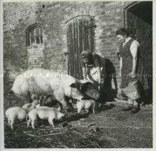 Arbeitsmaid des Reichsarbeitsdienstes beim Füttern der Schweine