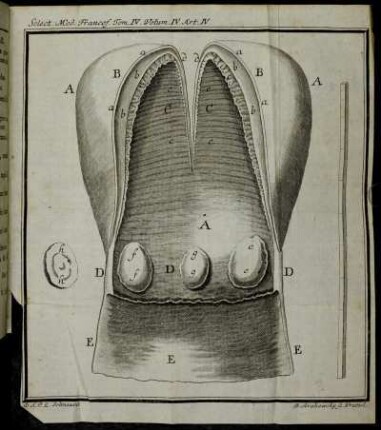 Select. Med. Francof. Tom. IV. Volum. IV. Art. IV.