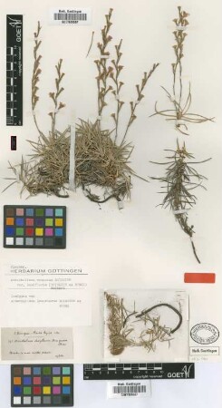 Acantholimon laxiflorum Boiss. ex Bunge [isotype]