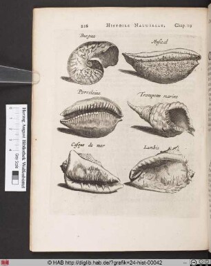 De Plusieurs rares Coquillages.