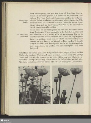 Gartenmohn, ohne und mit Hintergrund