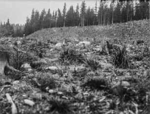 Gerodeter Wald : Blick über einen gerodeten Wald mit jungen Bäumen