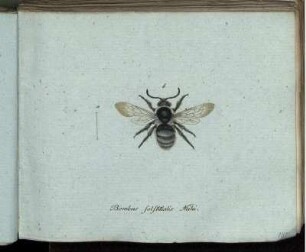 Bombus solstitialis Mihi [bis] Mutilla montana Mihi
