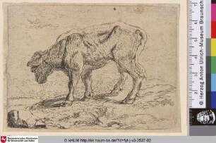 [Ein Rind; Cattle]