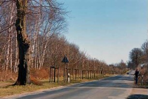 Allee: Beginn von Kastanienallee, Nachpflanzungen: rechts Einmündung von Weg Person: 13. März 2003